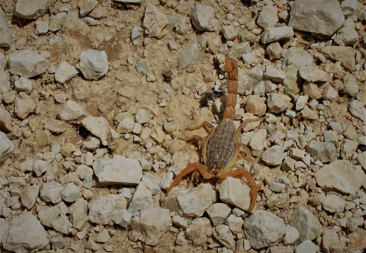 Mediterranean checkered Scorpion