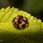 Ladybug