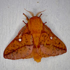 spiny oakworm moth