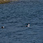 Long-tailed Duck