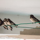 Barn Swallow; Golondrina Común