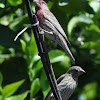 House Finch