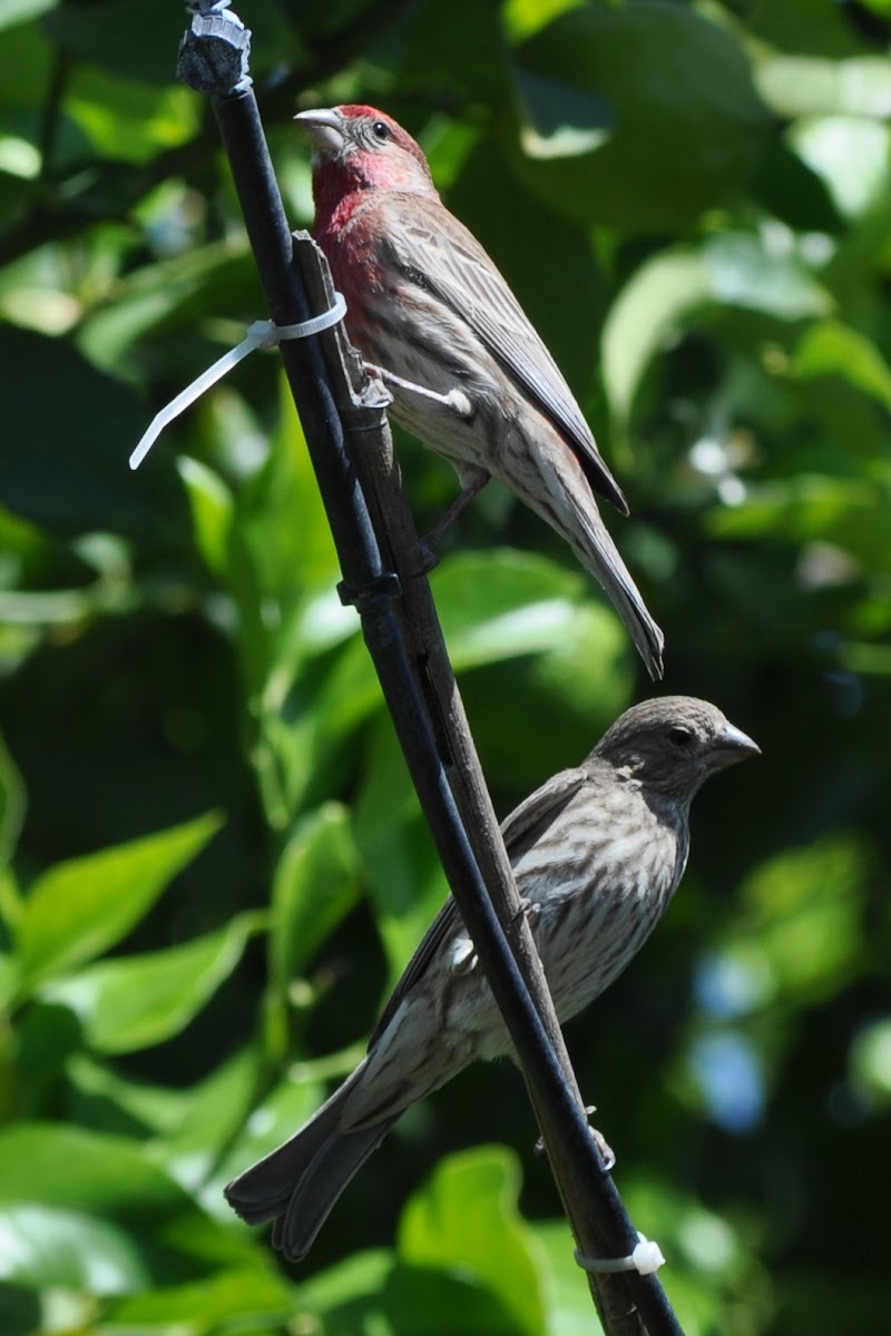 House Finch