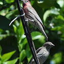 House Finch