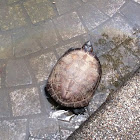 Red-eared Terrapin