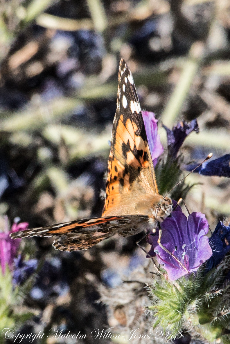 Painted Lady