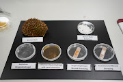 Petri dishes containing different steps and procedures at Nanyang Technology University to turn durian husks into antimicrobial bandages, with the final bandage product juxtaposed against a commercial bandage at bottom right.