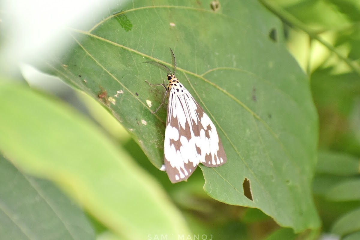 Marbled White Moth