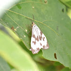 Marbled White Moth