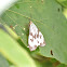 Marbled White Moth