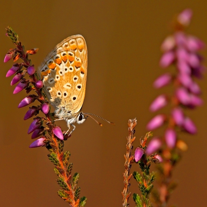 Effimera ELEGANZA... di Francesca Malavasi