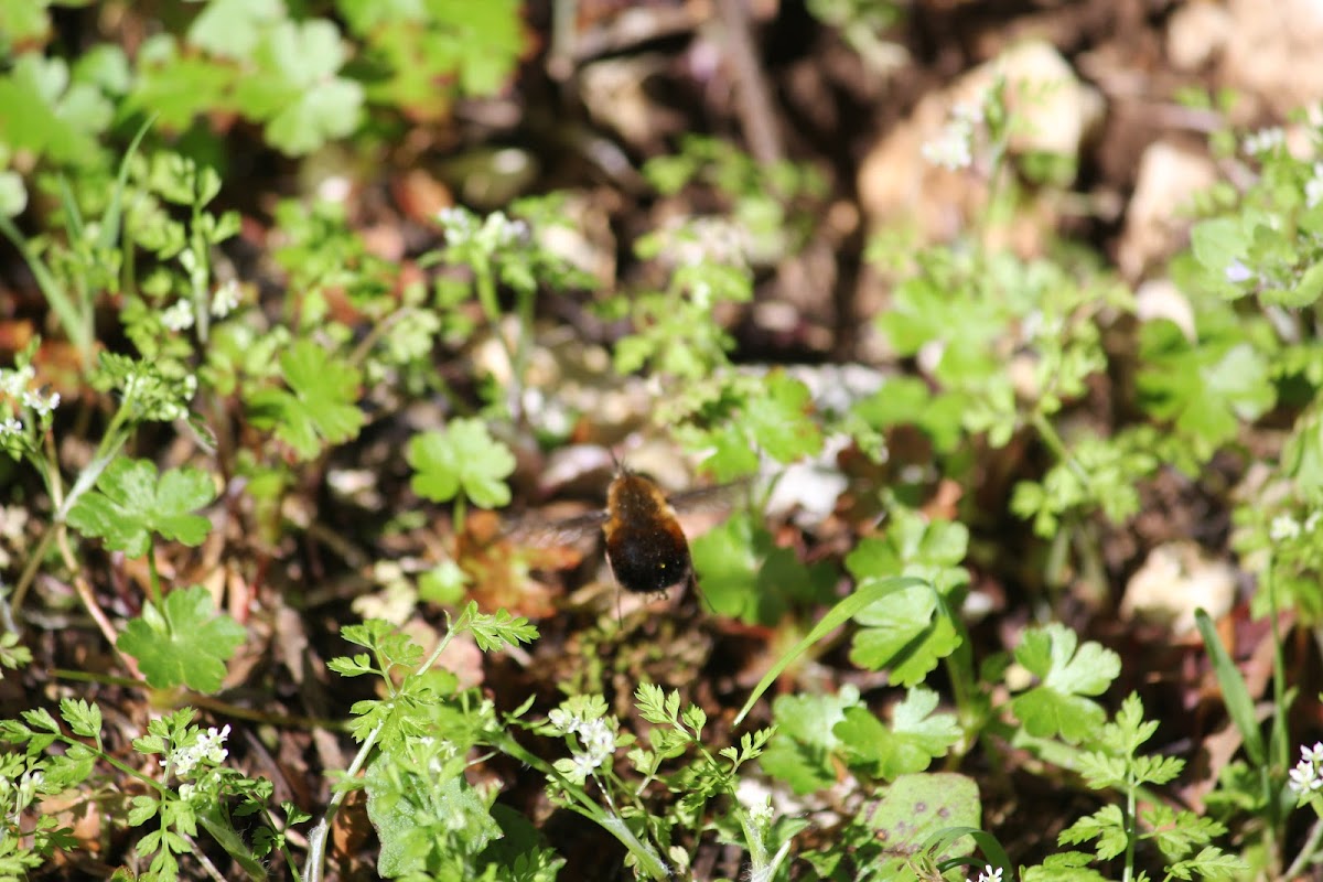 Large Bee-fly