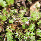 Large Bee-fly