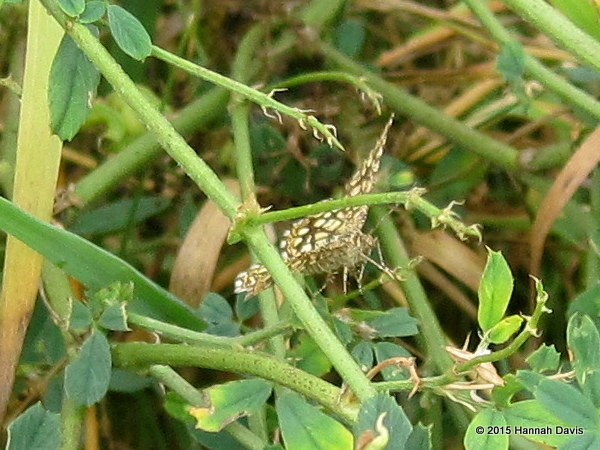 Latticed Heath