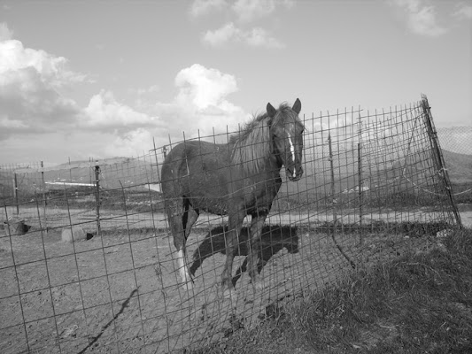 Solitudine di la monella