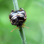 Black Stink Bug