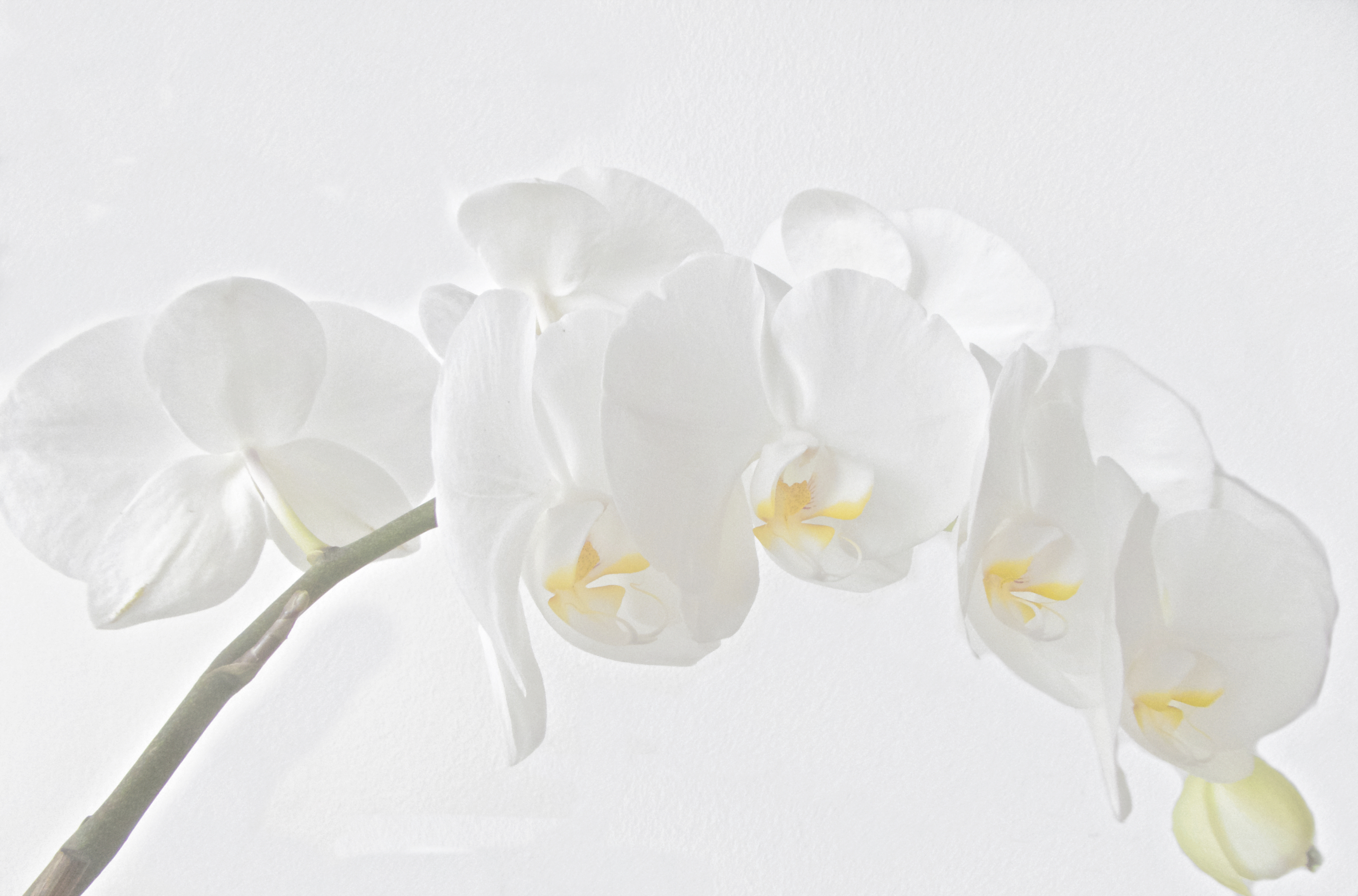 White Phalaenopsis  di luiker