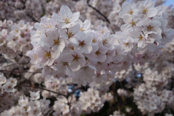 平凡人遊記 日本關東 東京8天櫻花之旅 19 春