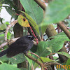 White-throated Fantail