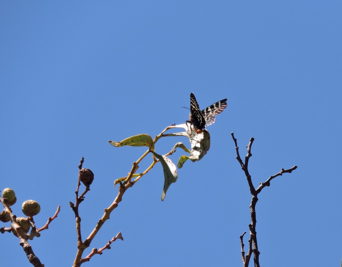 Australian Grapevine Moth