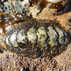 Hairy Chiton