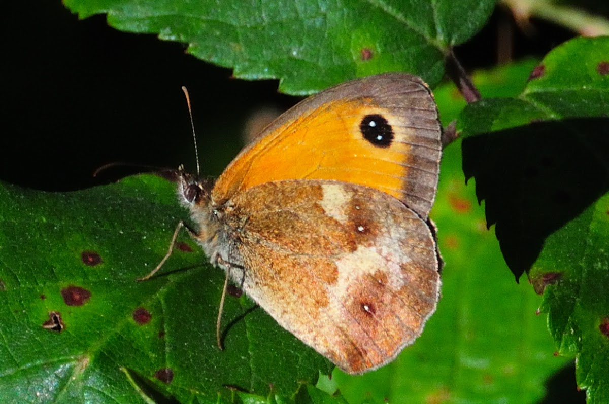 Gatekeeper; Lobito Agreste