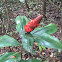 Costus scaber