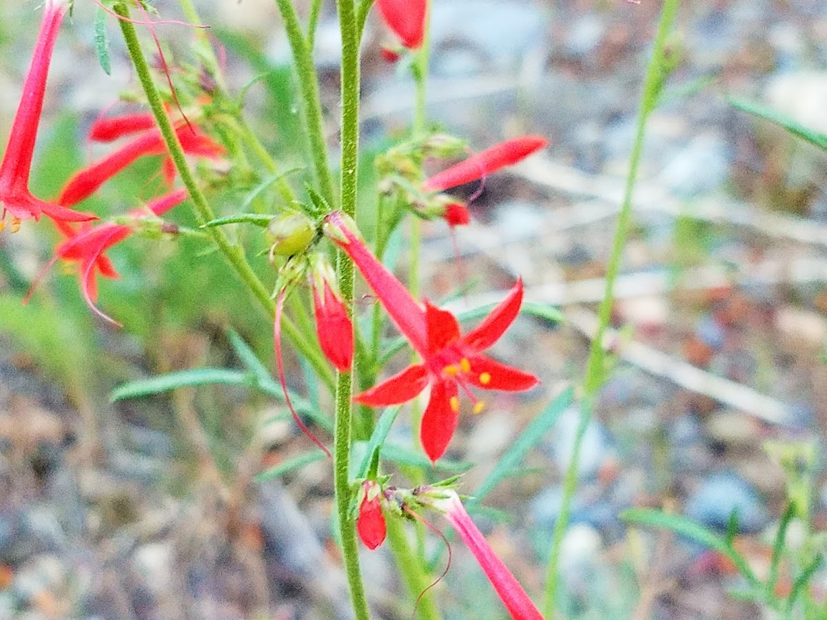 Scarlet trumpet