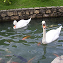 Mute swan