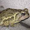 Fowler's Toad