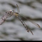 Great Spreadwing