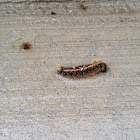 Eastern tent caterpillar