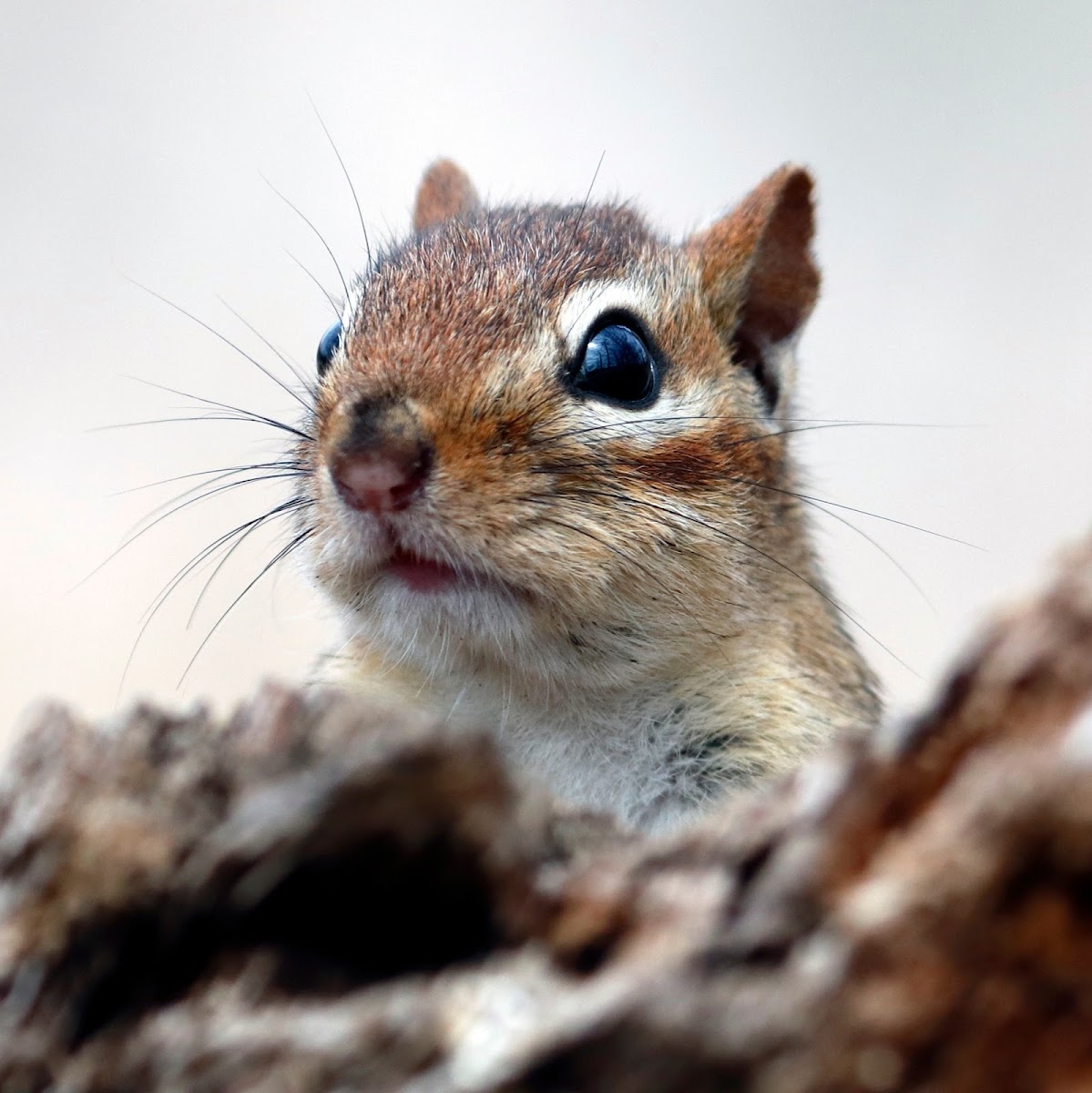 Eastern Chipmunk