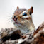 Eastern Chipmunk