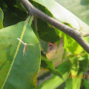 Plume Moth