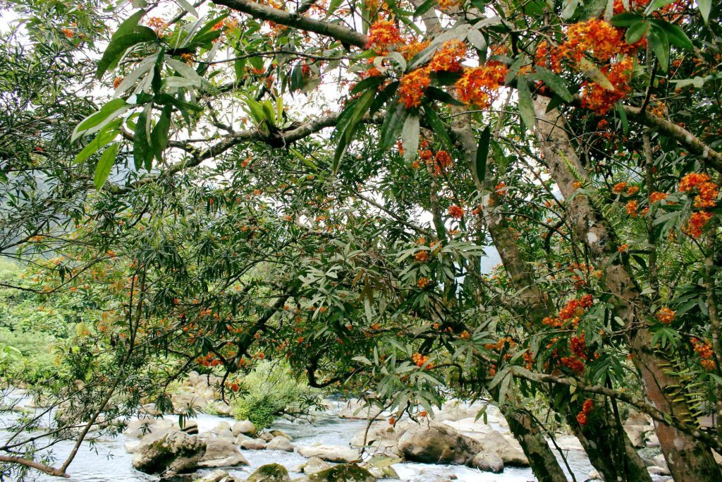 Mùa hoa Vàng anh Bung nở