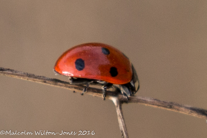 7-spot Ladybird