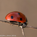 7-spot Ladybird