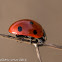 7-spot Ladybird