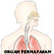 Download Aplikasi Organ Pernapasan Manusia For PC Windows and Mac 1