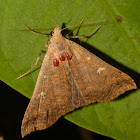 Moth