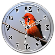 Scarlet Tanager Clock Live WP 1.0 Icon