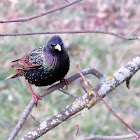 Common starling