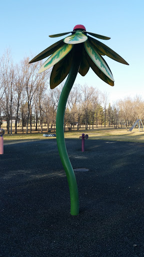 Lions Park Palm Tree