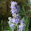 Vitex (Λυγαριά)