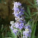 Vitex (Λυγαριά)