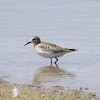 Baird's Sandpiper