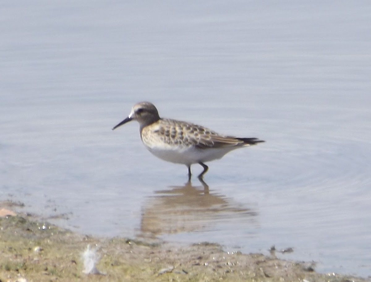 Baird's Sandpiper