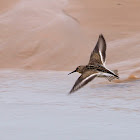 Correlimos común (Dunlin)