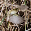 Chiffchaff; Mosquitero Común